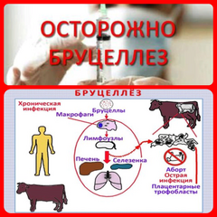 Бруцеллез