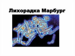 Что такое лихорадка Марбург и как она передается
