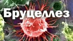 Бруцеллез