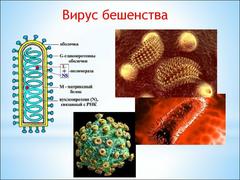 Вирус бешенства где-то рядом